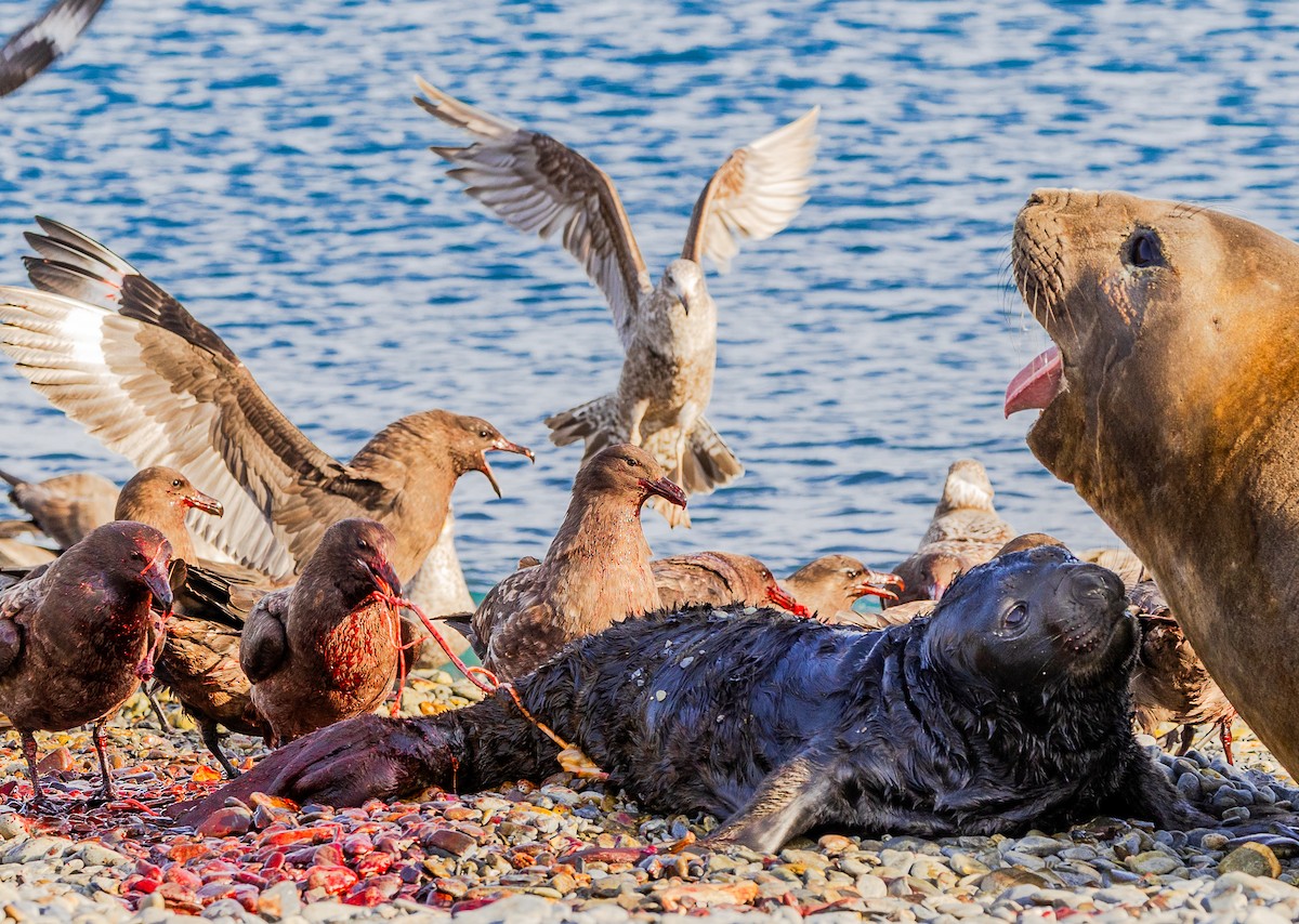 Brown Skua - ML647055481
