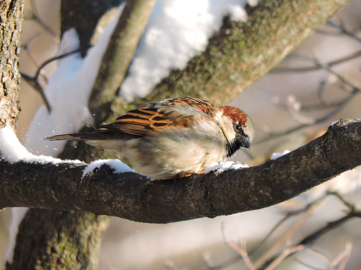 House Sparrow - ML647055485