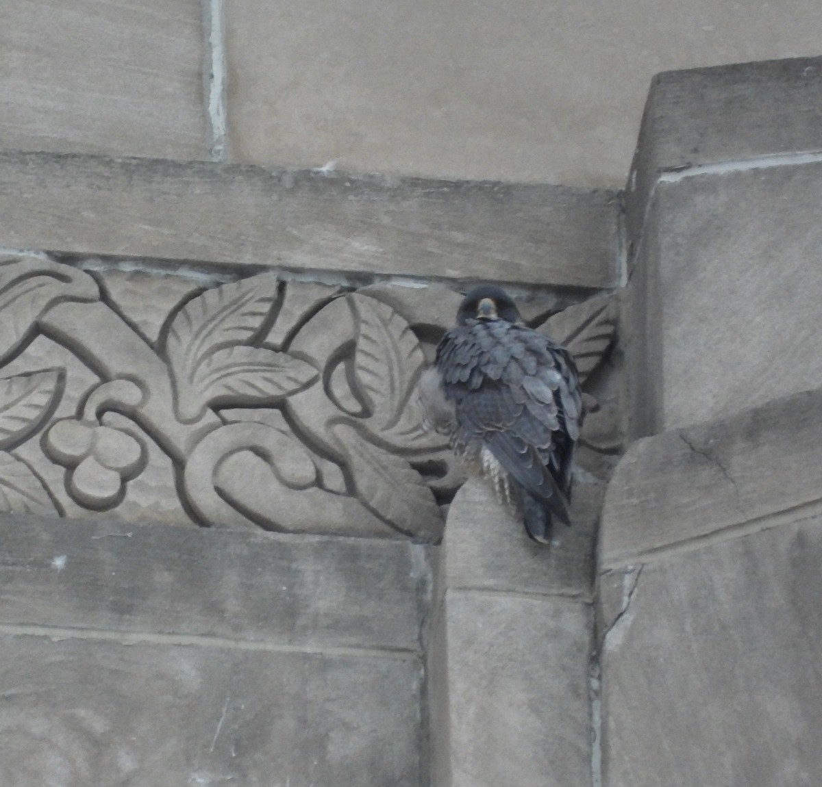 sokol stěhovavý - ML647055487