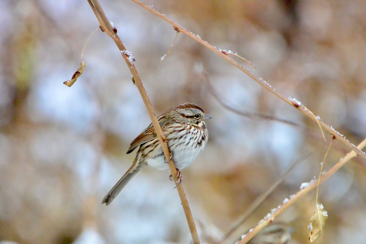 ウタスズメ - ML647055488