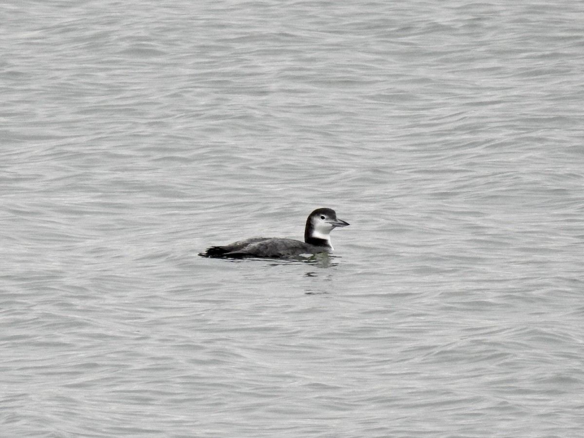 Common Loon - ML647055489