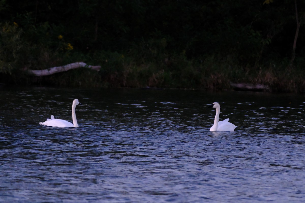 Trumpeter Swan - ML647055492