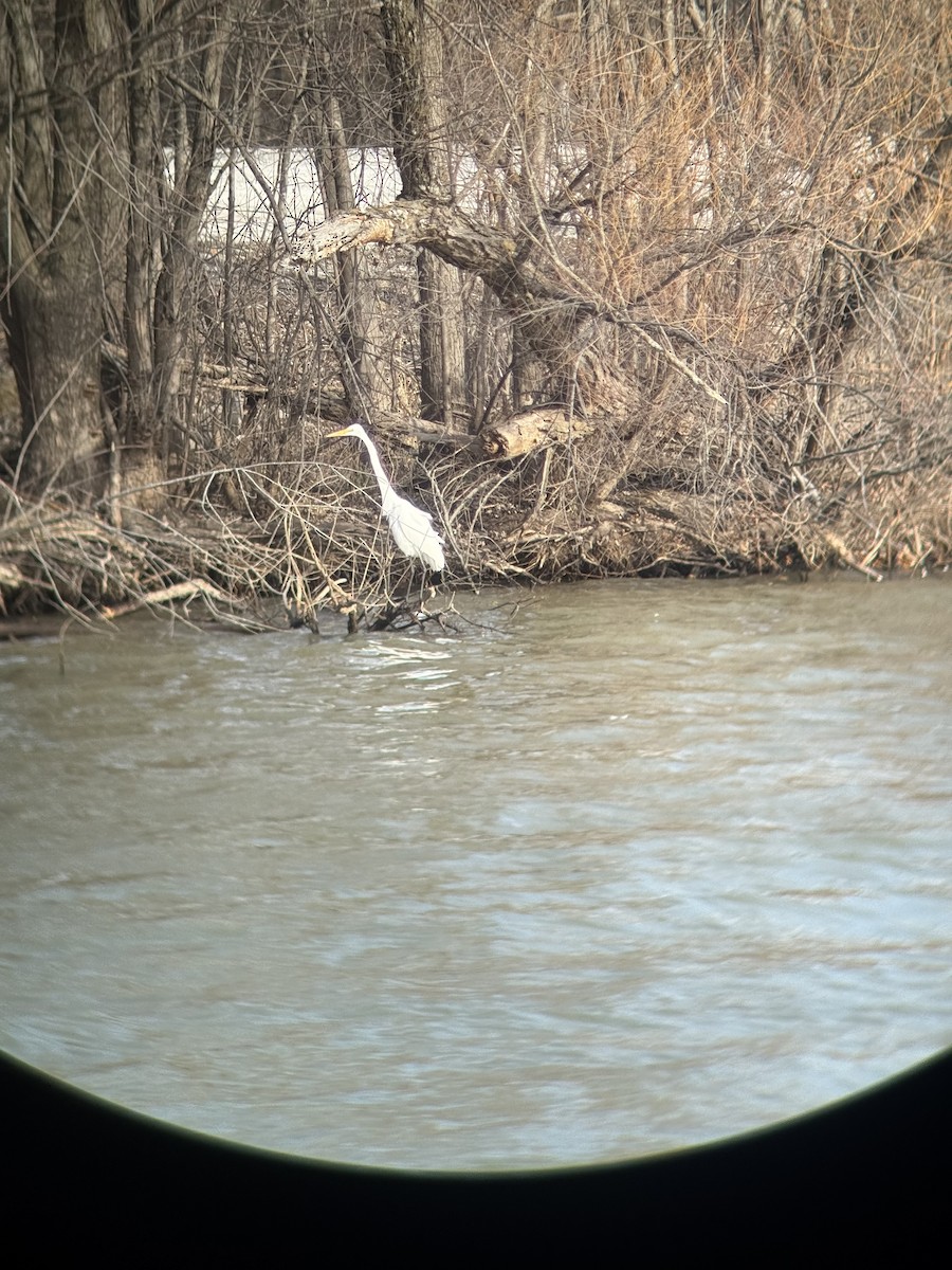 大白鷺 - ML647055494