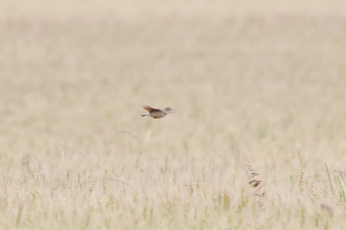 skřivan australasijský - ML647055500