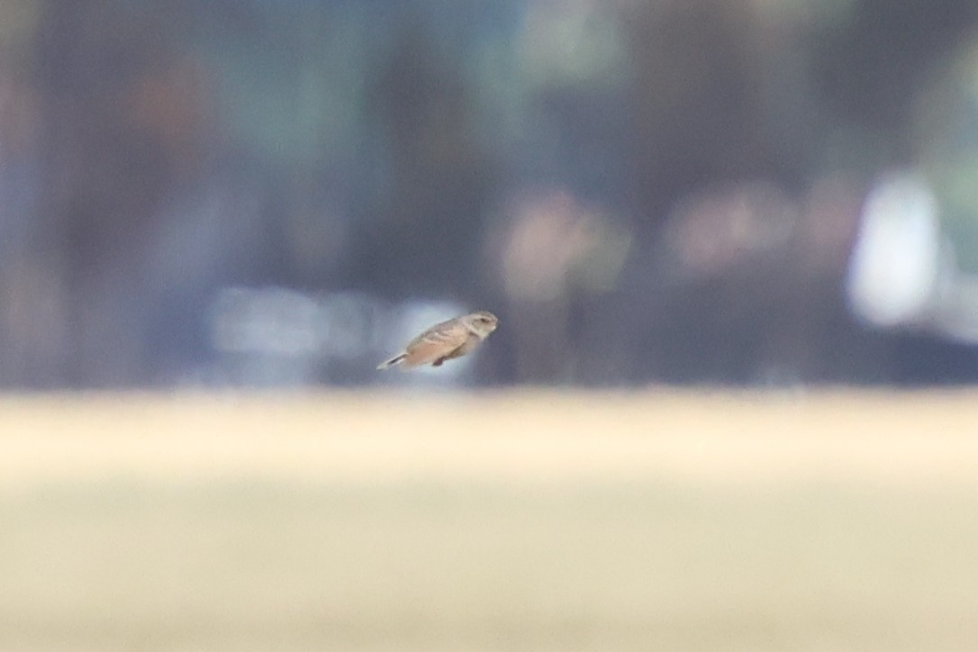 skřivan australasijský - ML647055501