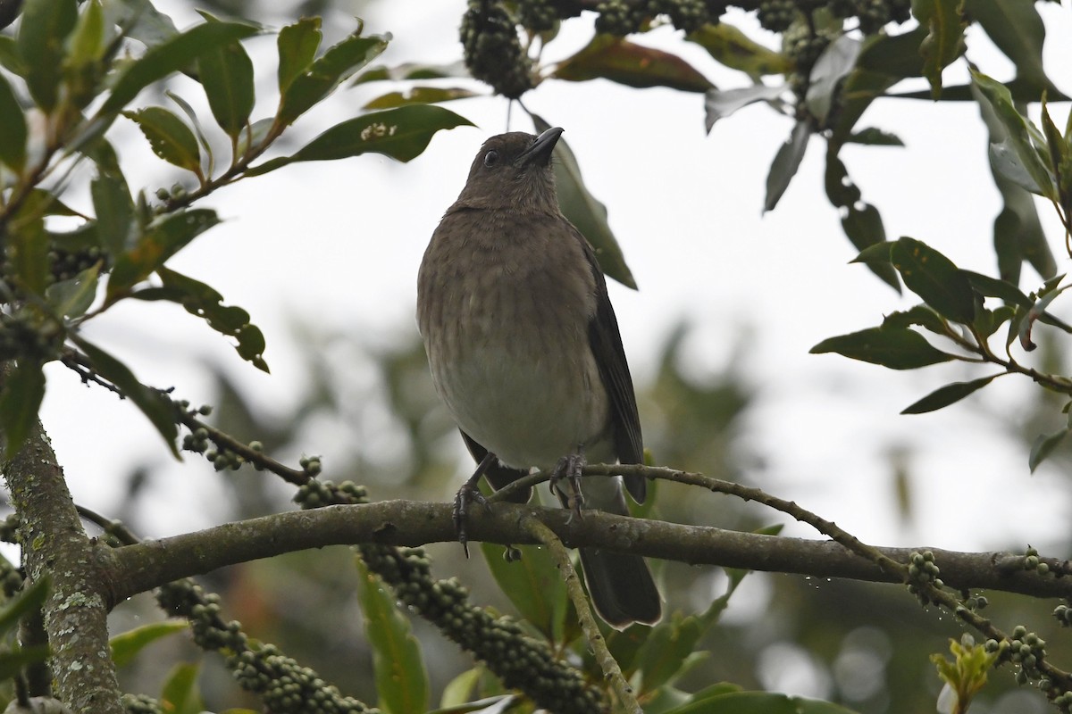 drozd černozobý - ML647055505