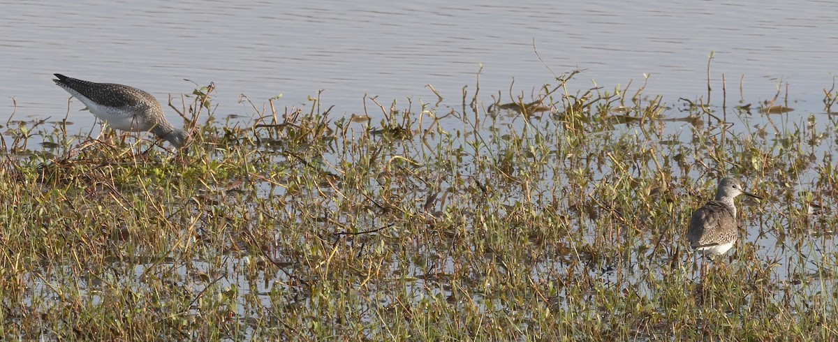 vodouš žlutonohý - ML647055506