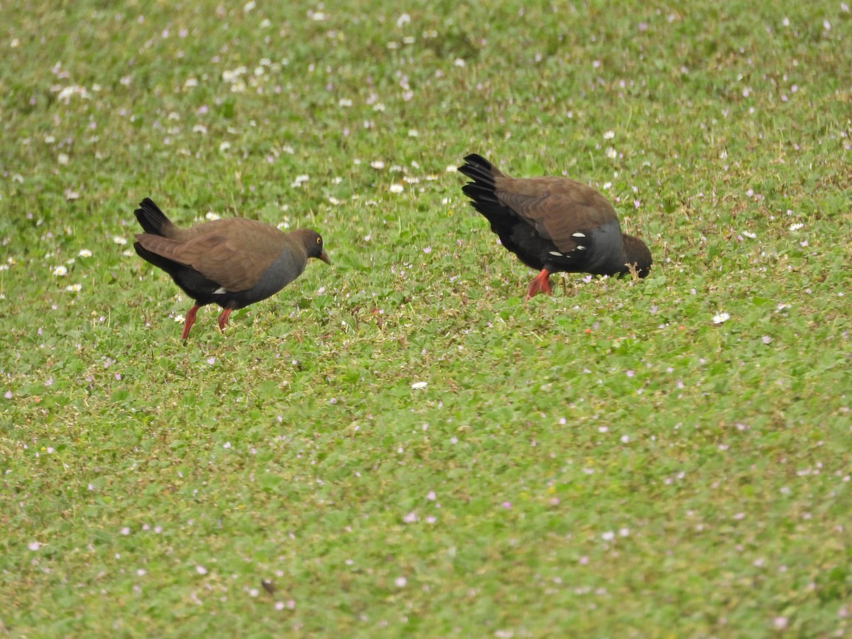 slípka černoocasá - ML647055508