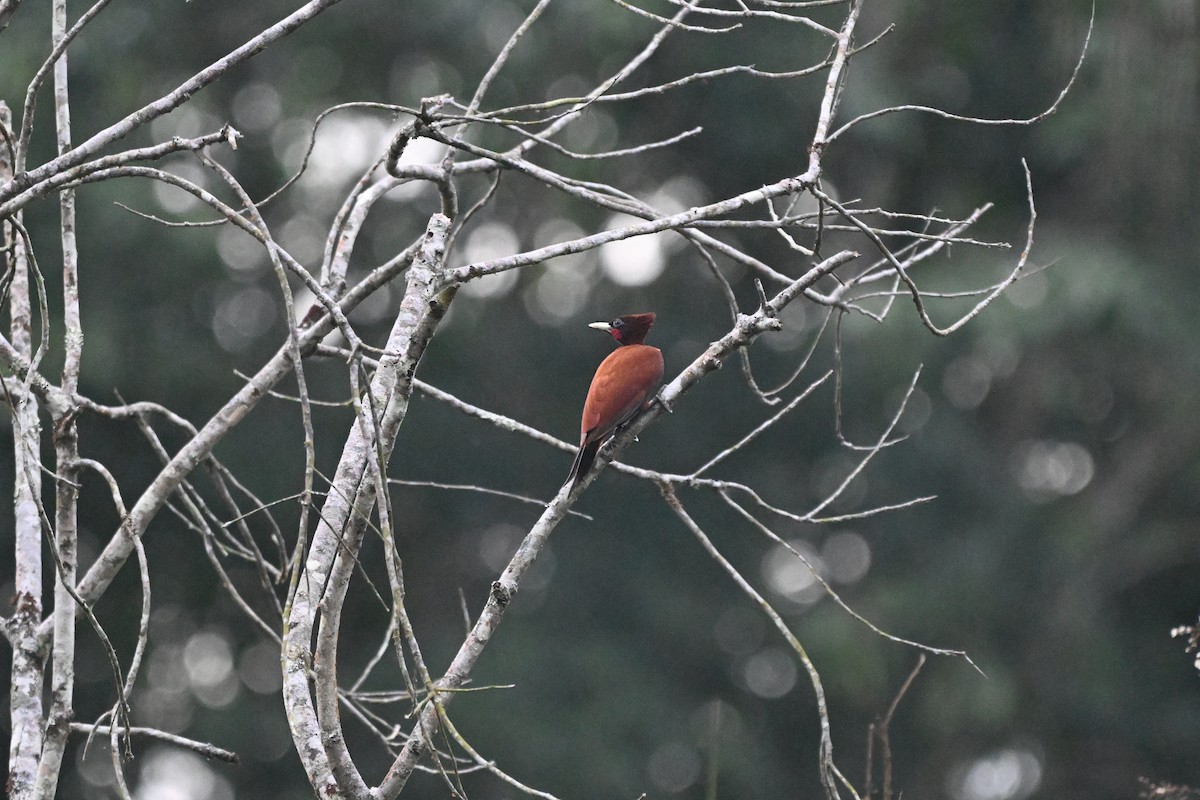 datel hnědý - ML647055510