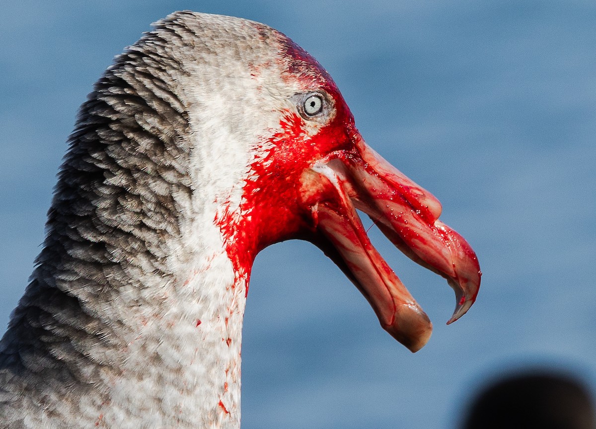 buřňák obrovský - ML647055511