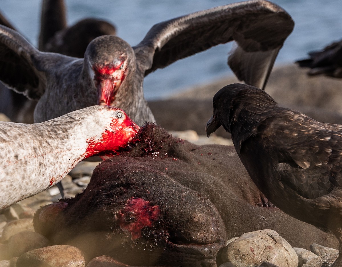 buřňák obrovský - ML647055512