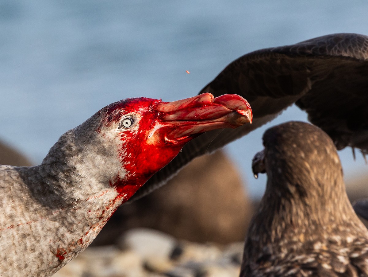 buřňák obrovský - ML647055513