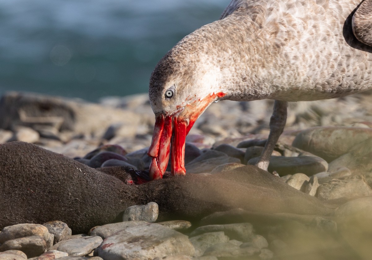 buřňák obrovský - ML647055514