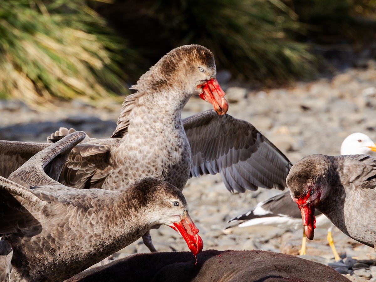 buřňák obrovský - ML647055515