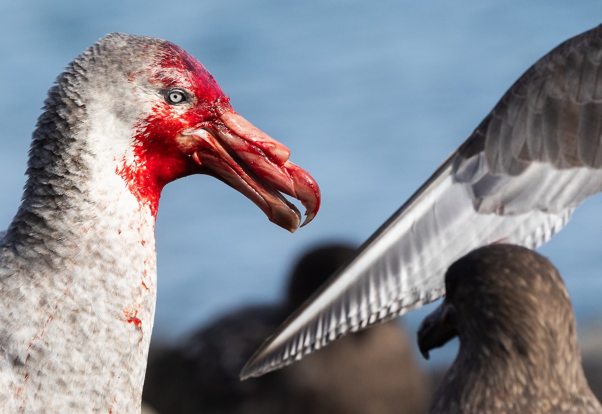 buřňák obrovský - ML647055516