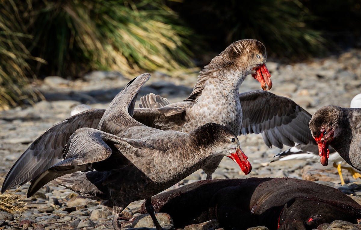 buřňák obrovský - ML647055517