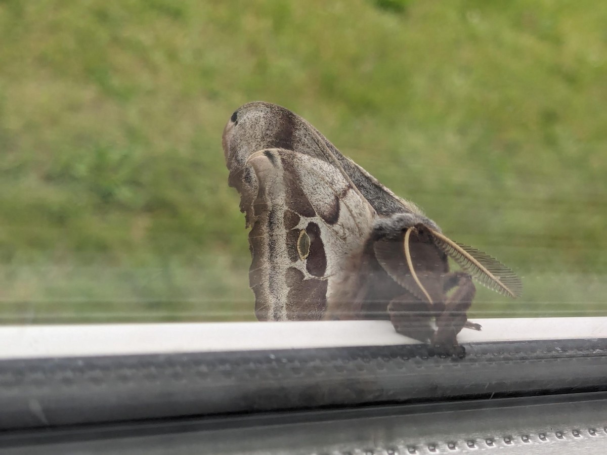 Insects - ML647055518