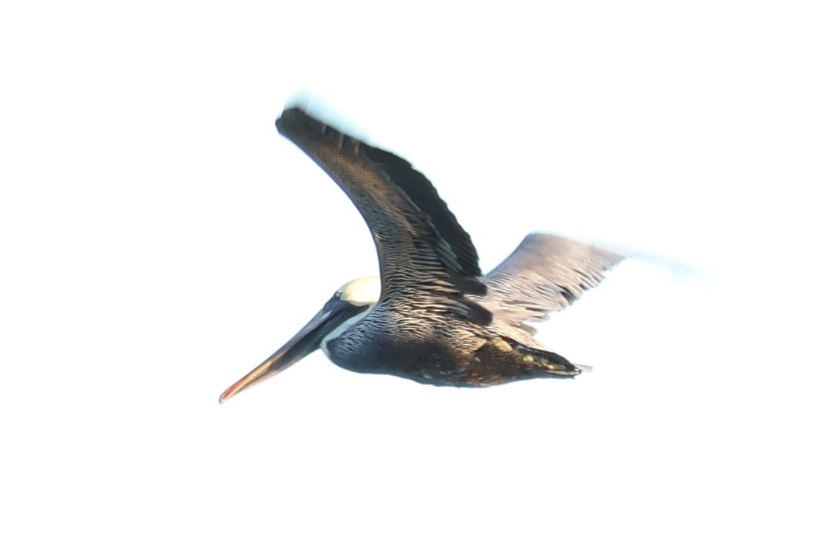 pelikán hnědý - ML647055519