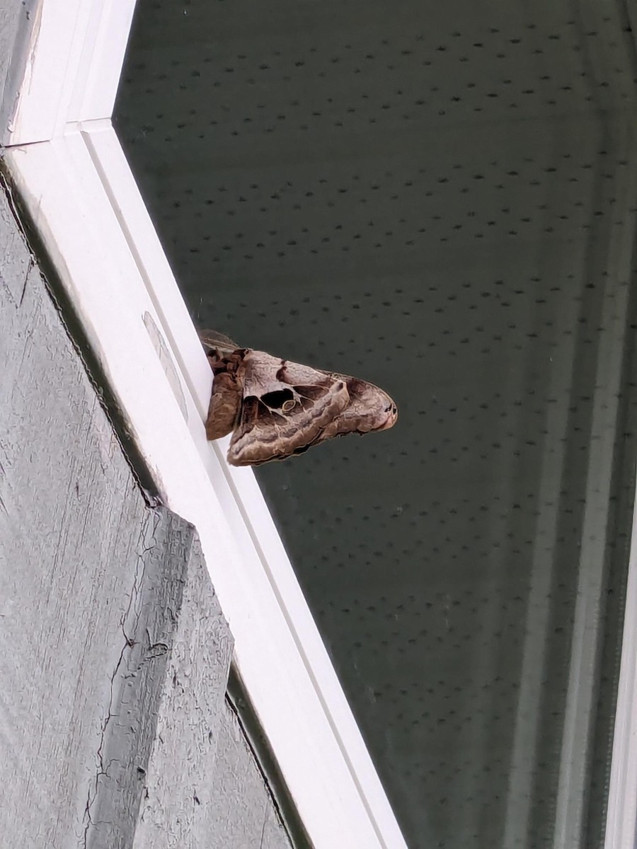 Insects - ML647055521