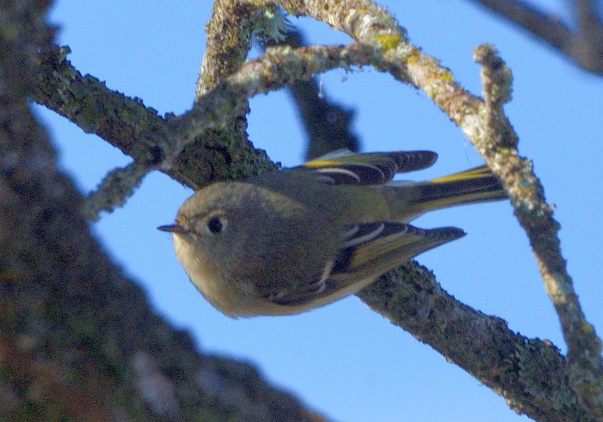 Ruby-crowned Kinglet - ML647055522