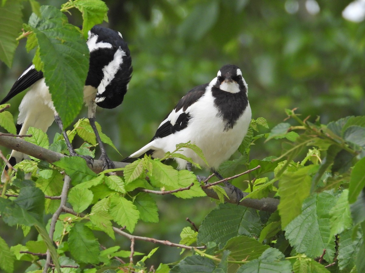 Magpie-lark - ML647055527
