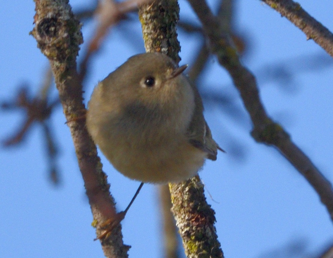 Ruby-crowned Kinglet - ML647055528