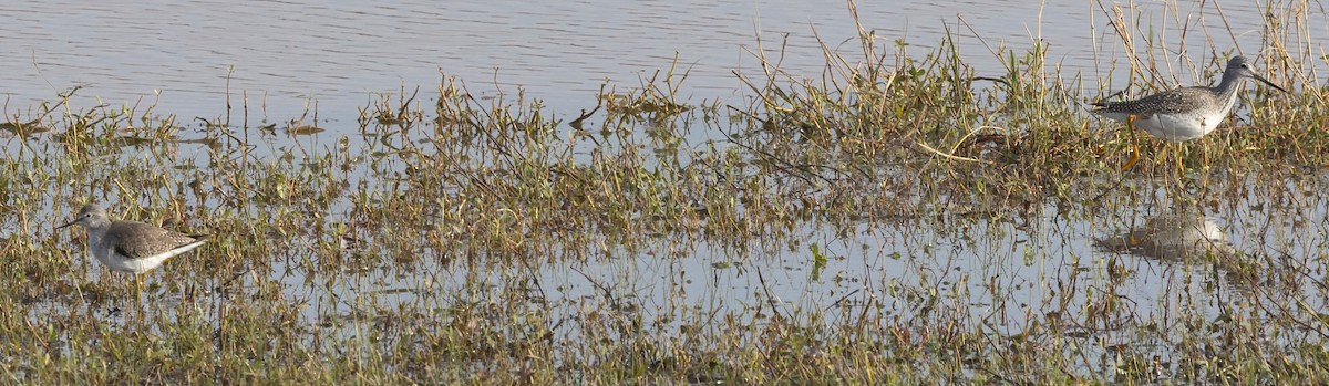 vodouš velký - ML647055529