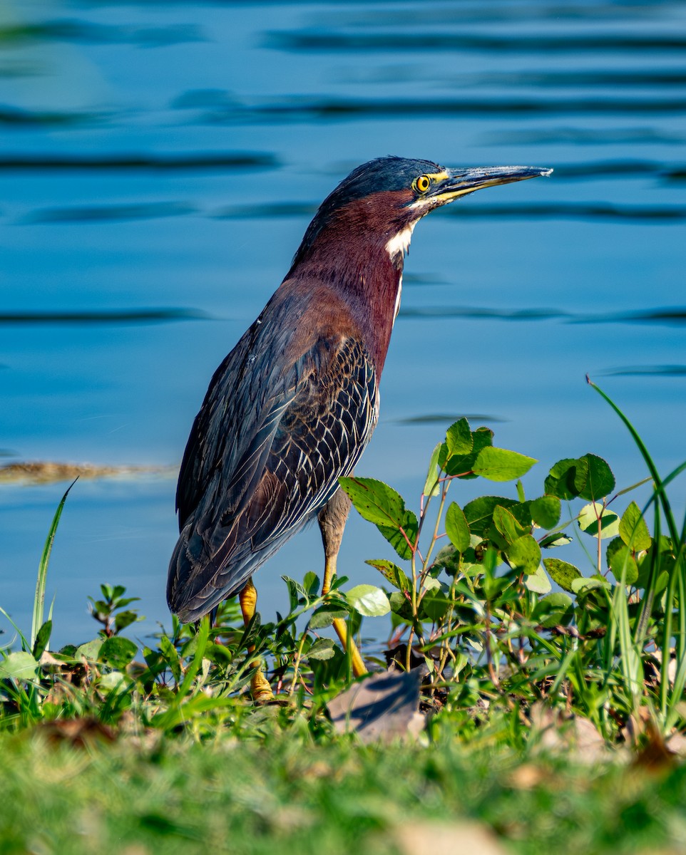 volavka zelenavá - ML647055535