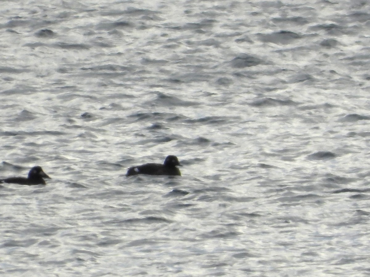 アメリカビロードキンクロ - ML647055537