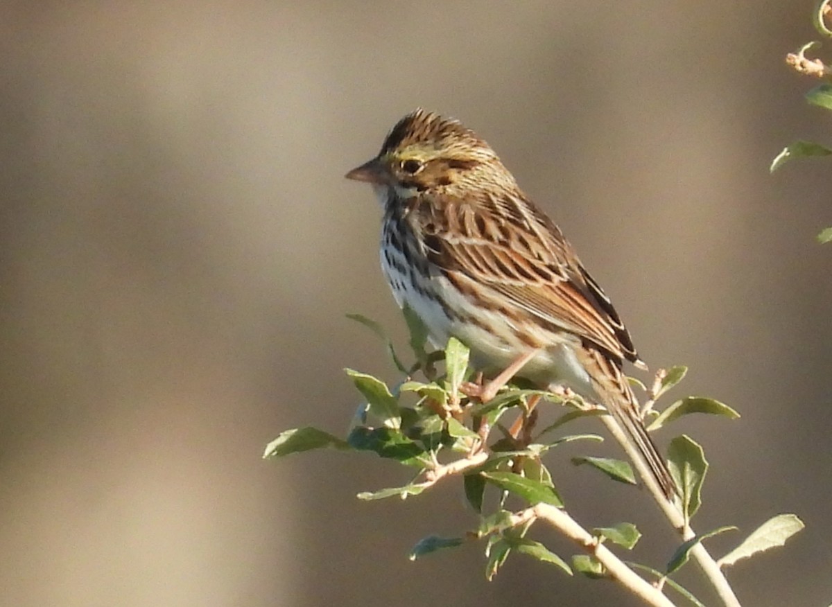 Пасовник савановий - ML647055539
