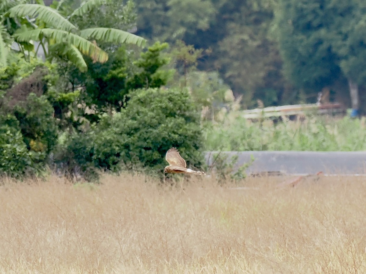 זרון תכול - ML647055540