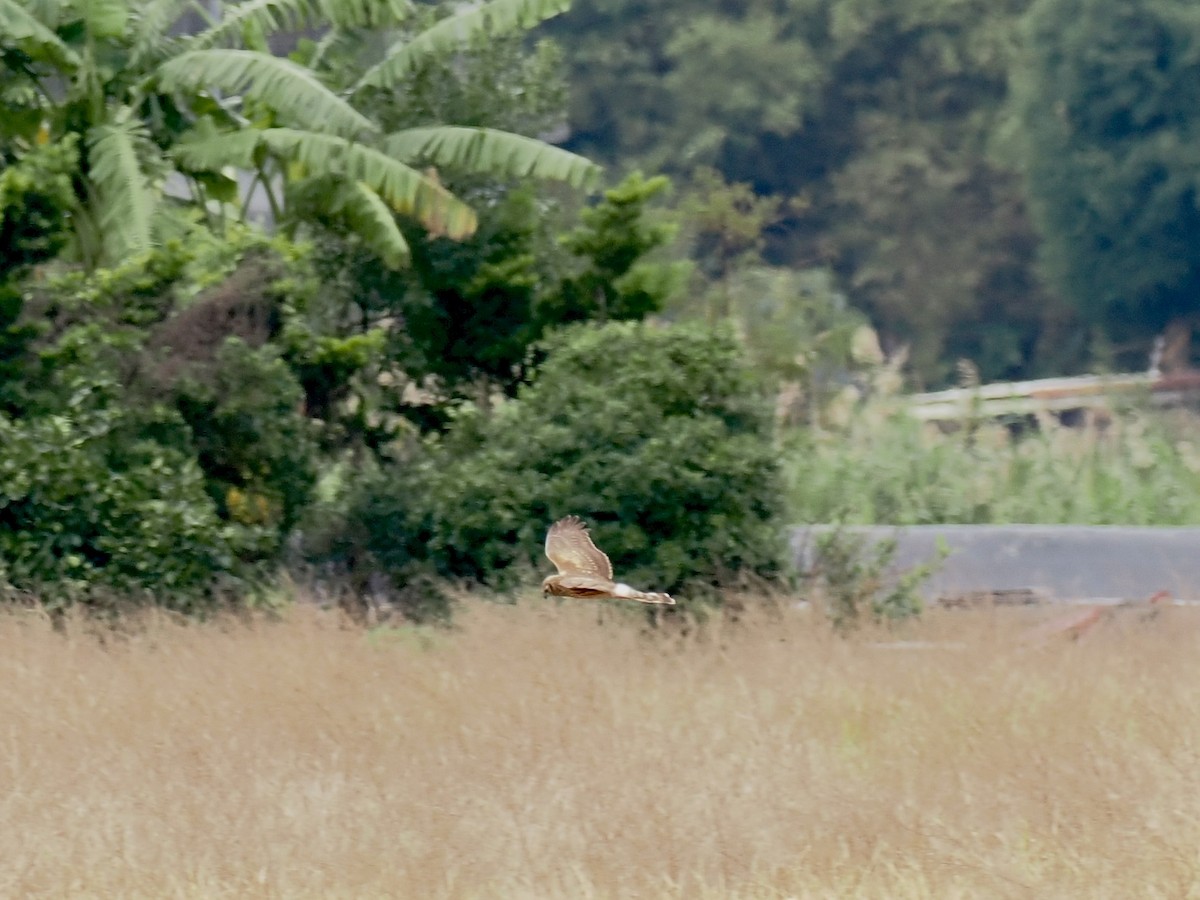 זרון תכול - ML647055541