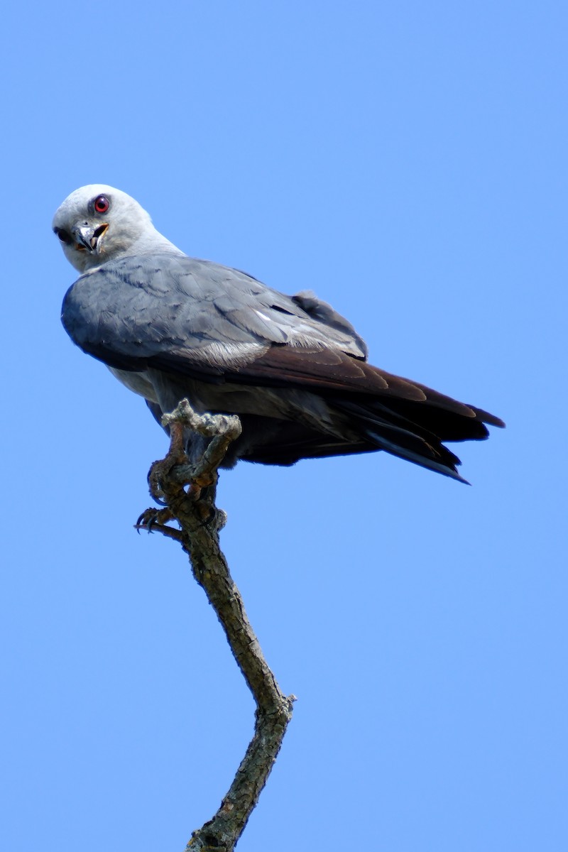 Milan du Mississippi - ML647055552