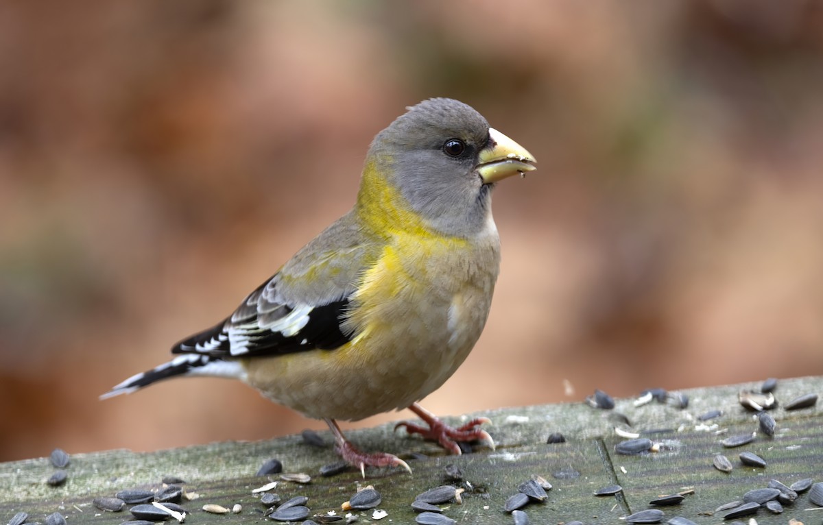 Evening Grosbeak - ML647055567
