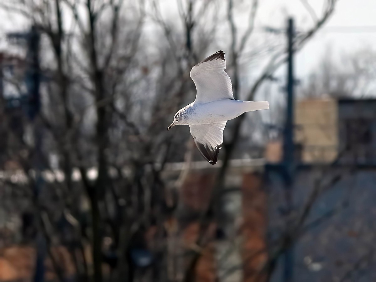 Ring-billed Gull - ML647055583