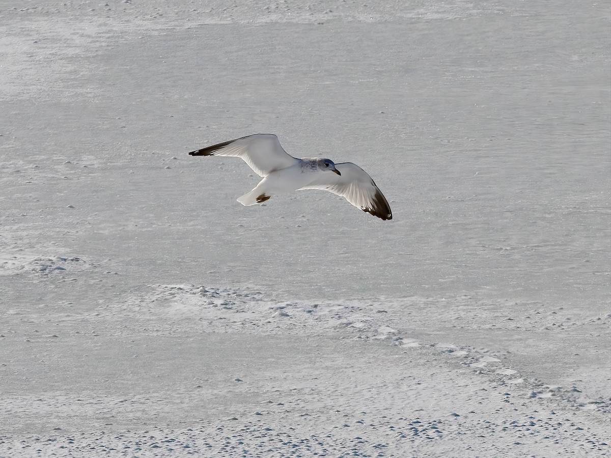 Ring-billed Gull - ML647055585