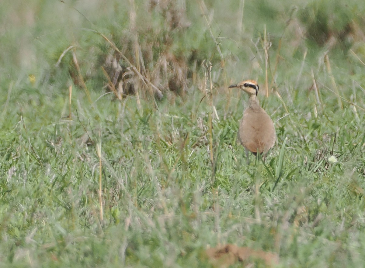 Temminckrennvogel - ML647055594