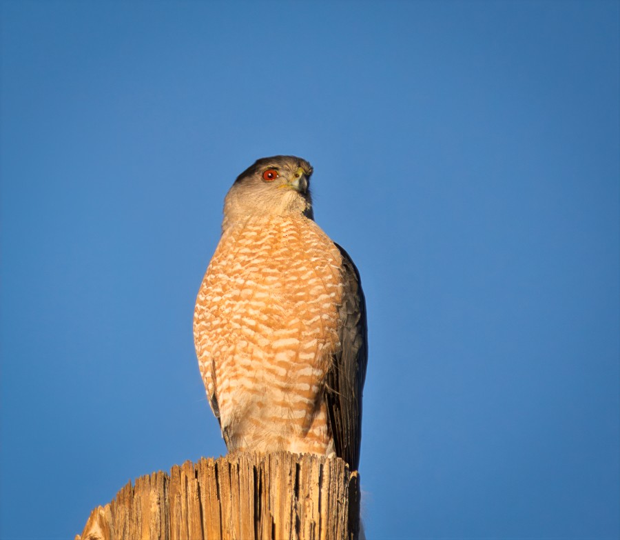 Cooper's Hawk - ML647055600
