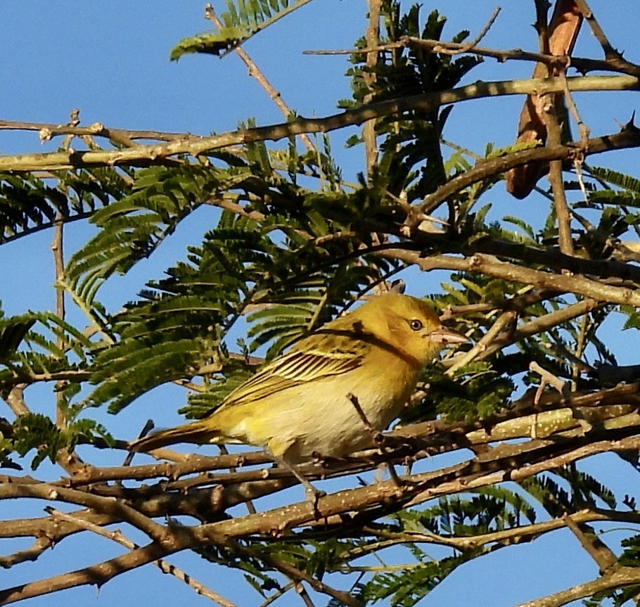 メンハタオリドリ - ML647055602