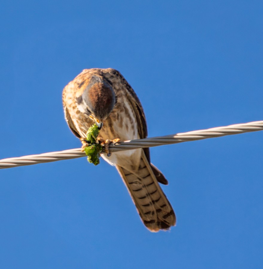 American Kestrel - ML647055607