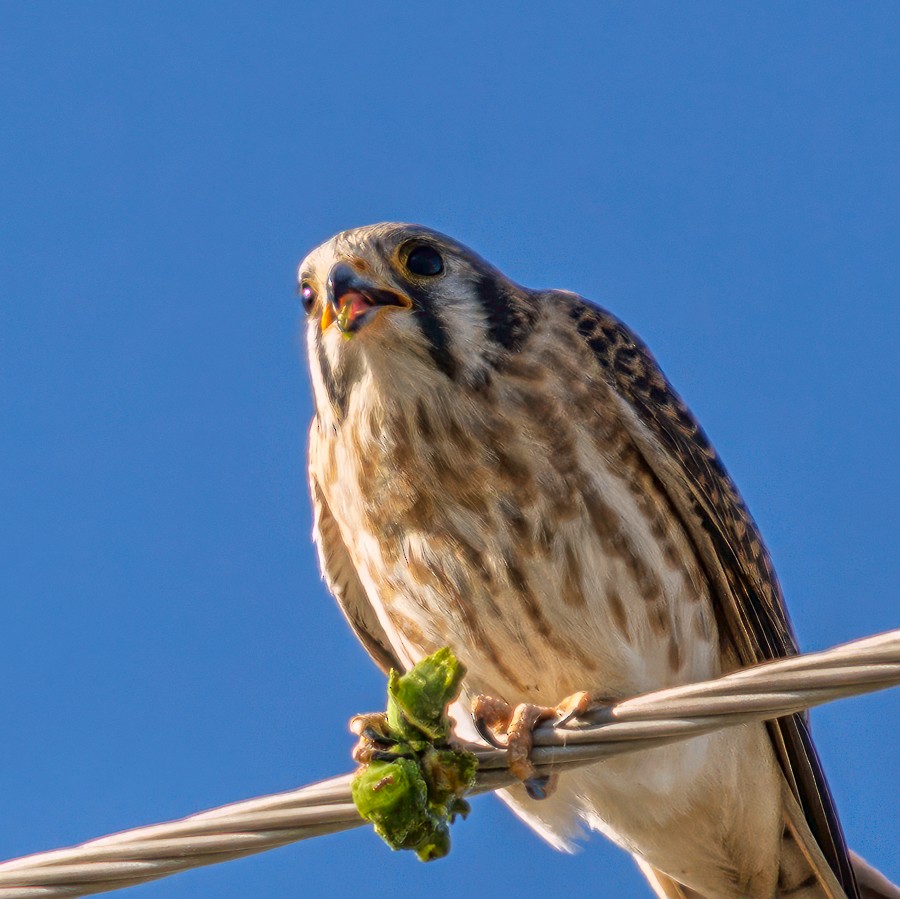American Kestrel - ML647055608