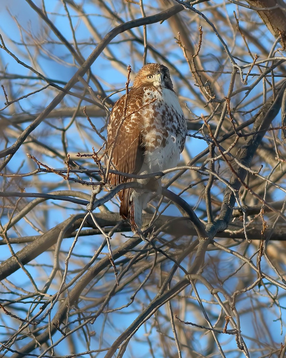 Red-tailed Hawk - ML647055618