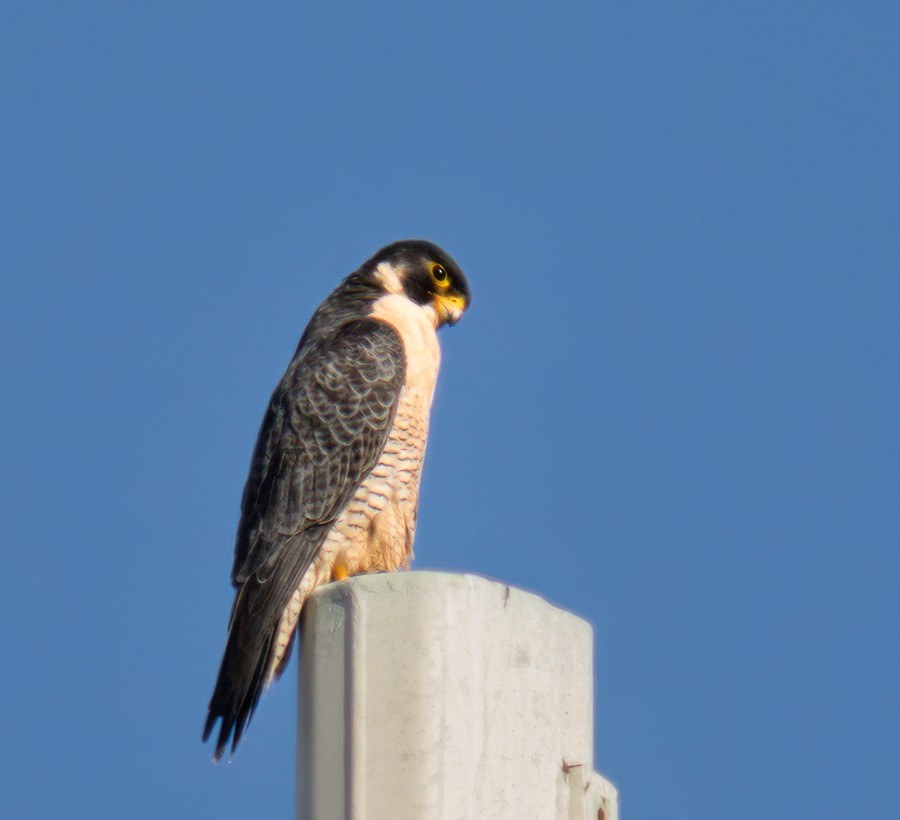 sokol stěhovavý - ML647055621