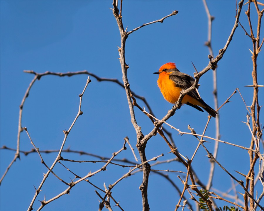Vermilion Flycatcher - ML647055625
