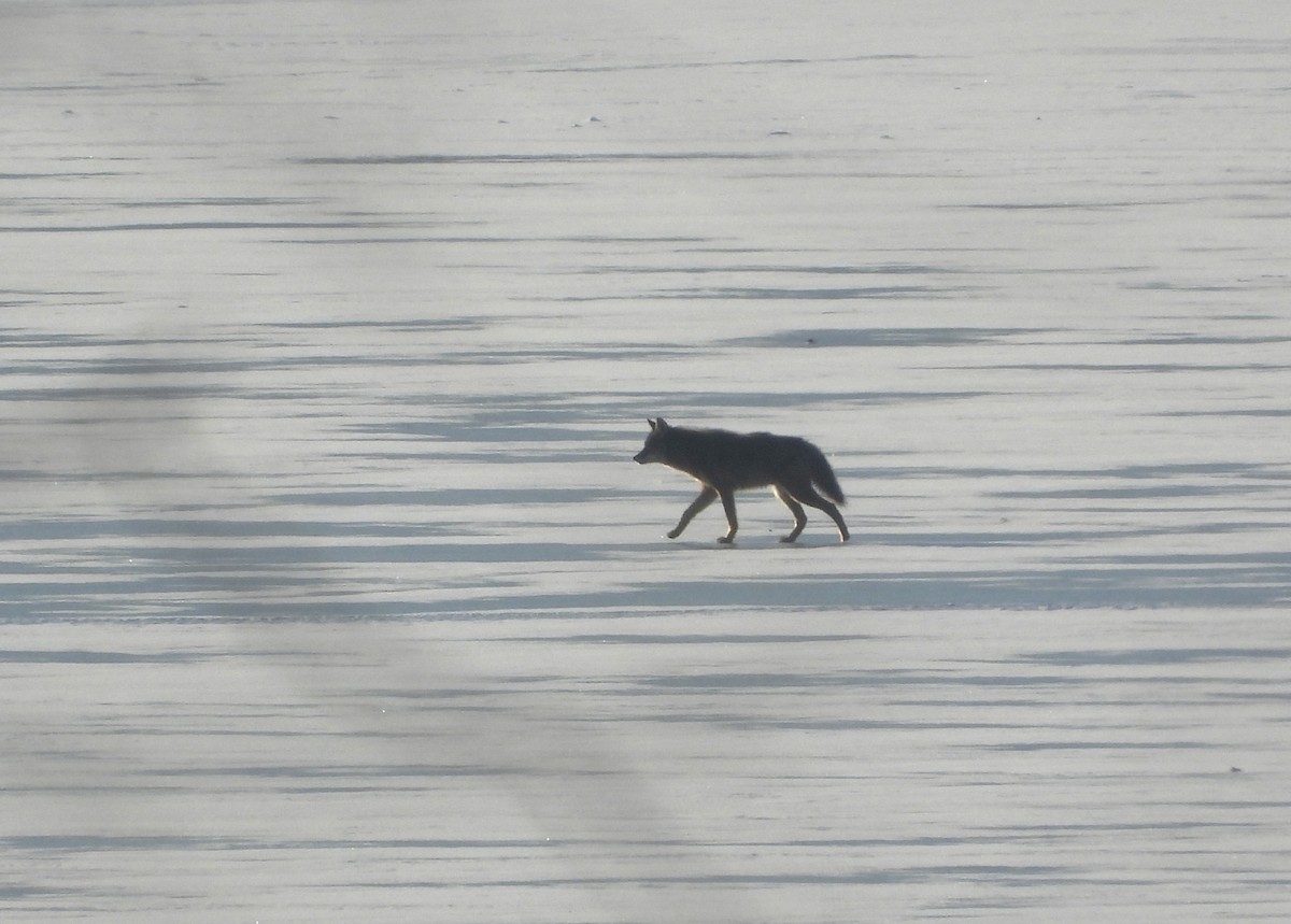 動物界 - ML647055626