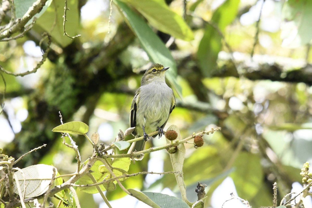 gulbryntyrannulett - ML647055629