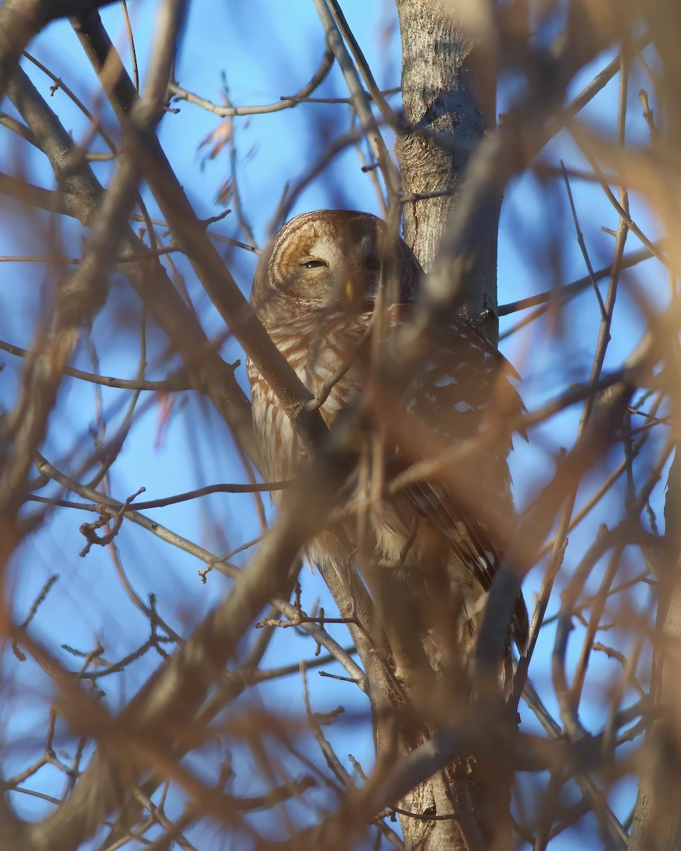 Barred Owl - ML647055634