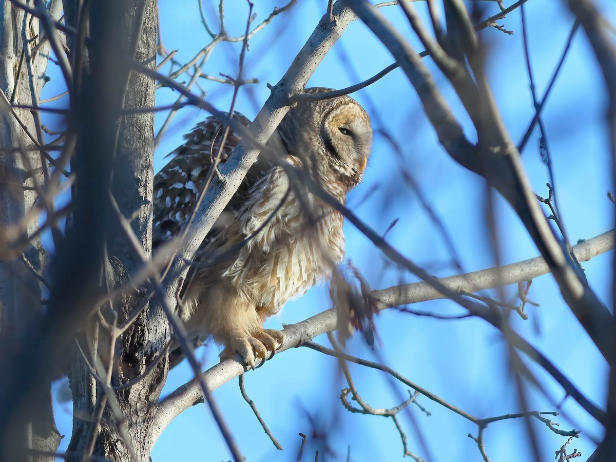 Barred Owl - ML647055635