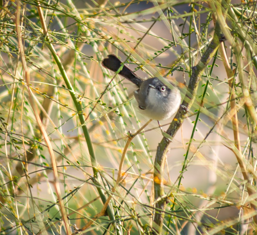 Black-tailed Gnatcatcher - ML647055636