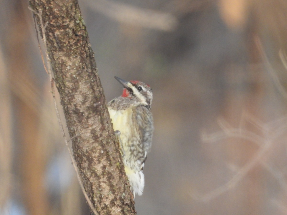 Pic maculé - ML647055640